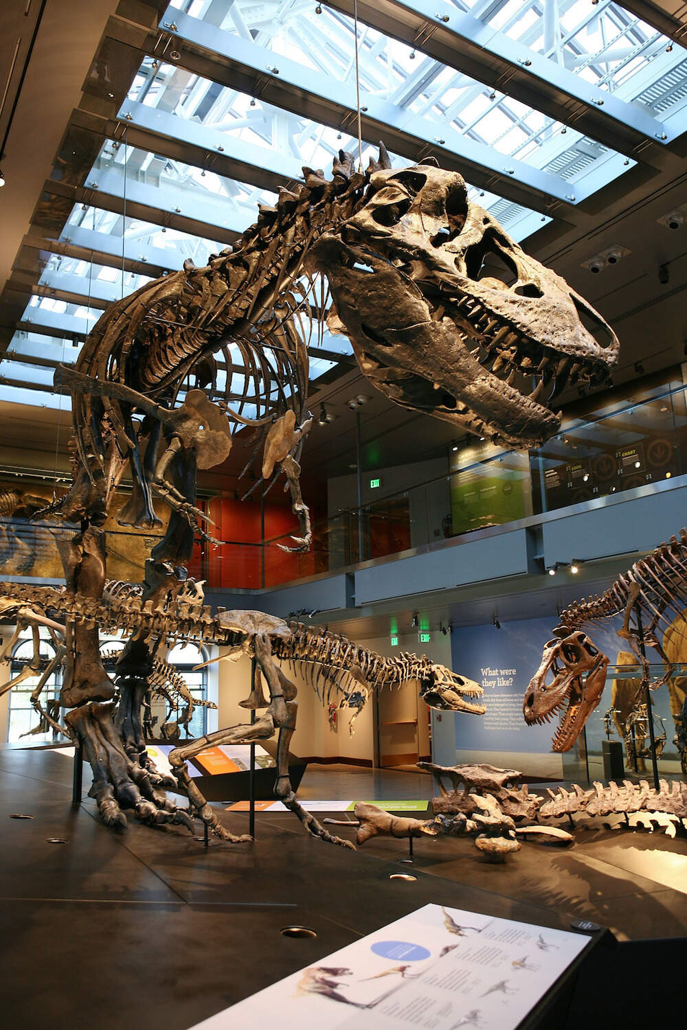Natural History Museum Display Surface Material
